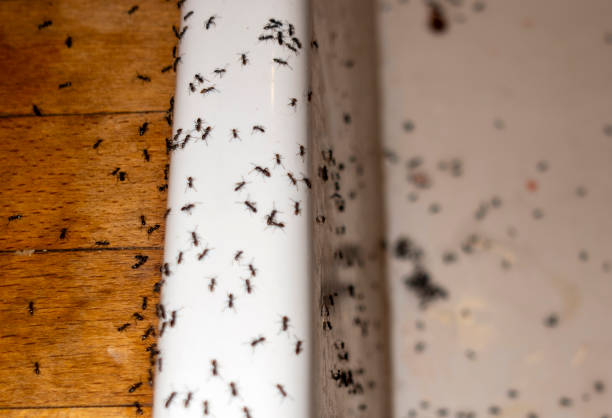 Best Pest Removal Services  in Lawtey, FL