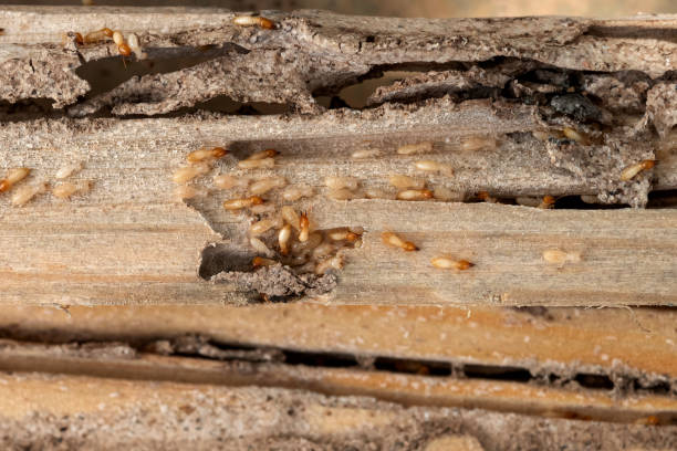 Best Emergency Pest Control  in Lawtey, FL